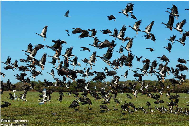 Magpie Goose, Flight, Behaviour