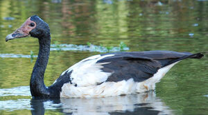 Magpie Goose