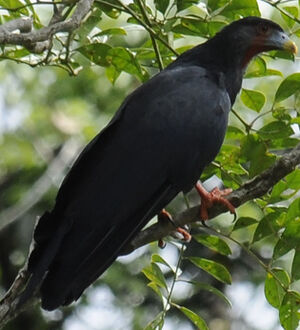 Caracara à gorge rouge