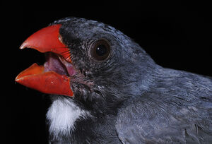 Slate-colored Grosbeak
