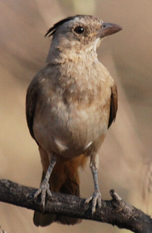 Crested Bellbird