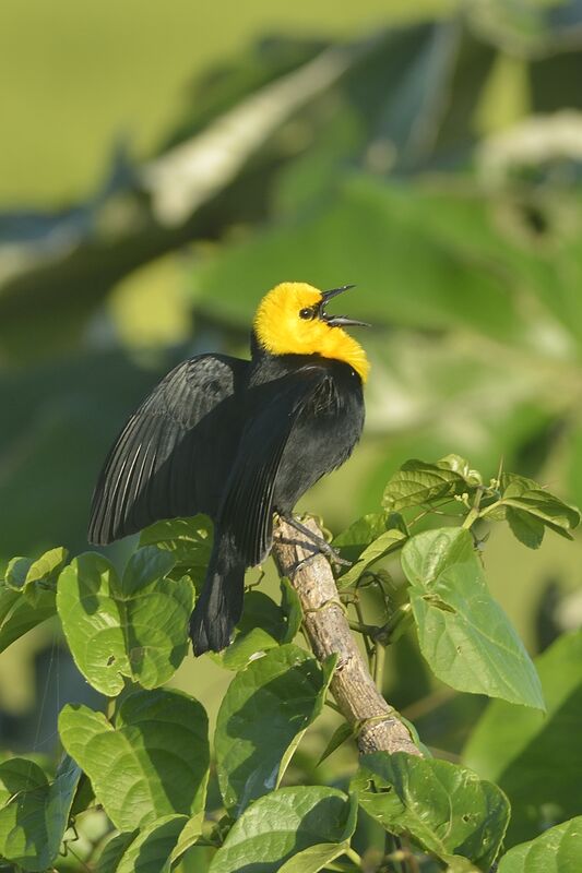 Yellow-hooded Blackbird male adult, song
