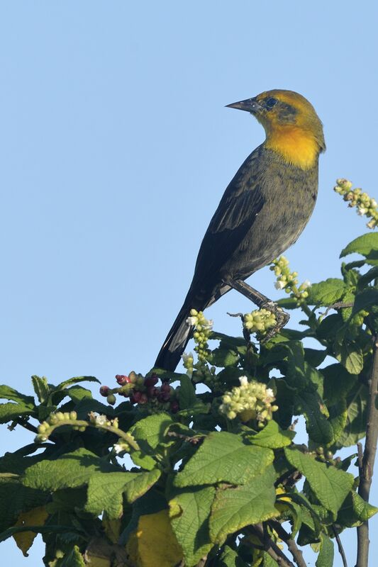Yellow-hooded Blackbird female