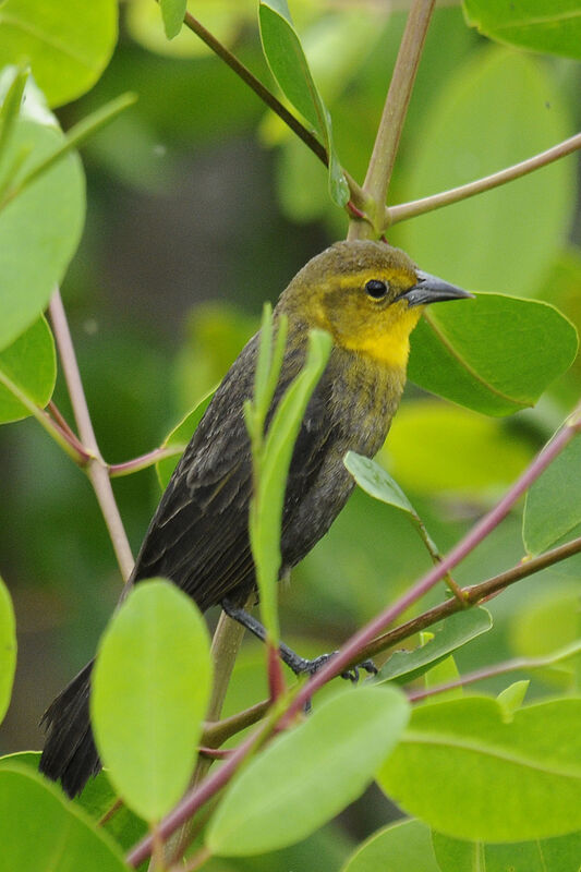 Yellow-hooded Blackbird male First year