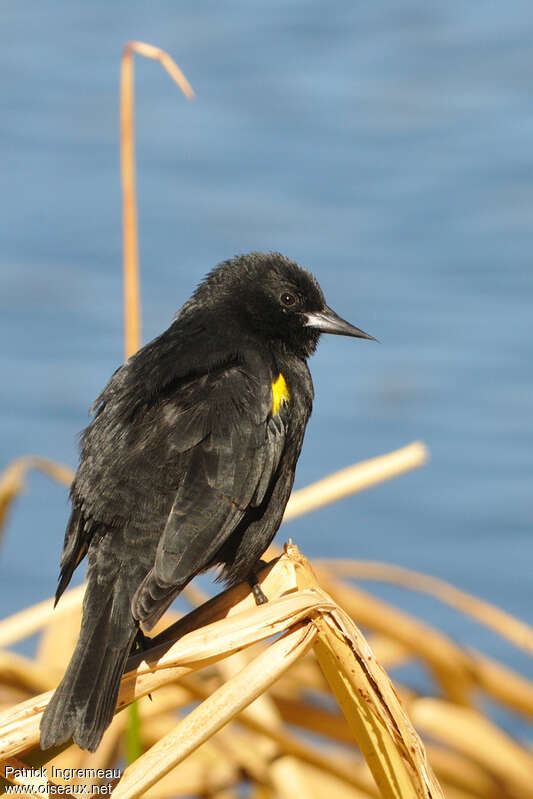 Yellow-winged Blackbird male adult, habitat, pigmentation
