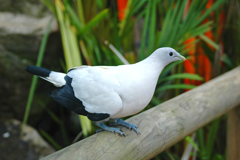 Torresian Imperial Pigeon