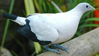 Torresian Imperial Pigeon