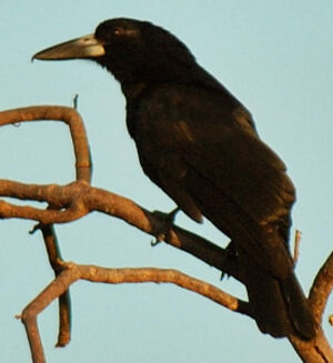 Black Butcherbird
