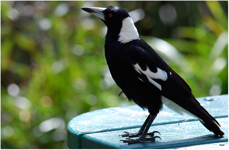Australian Magpie male adult