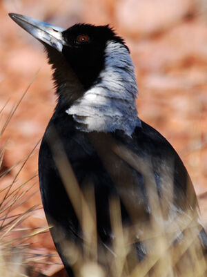 Australian Magpie