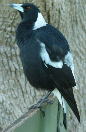 Australian Magpie