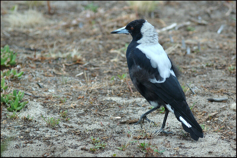 Australian Magpie male adult