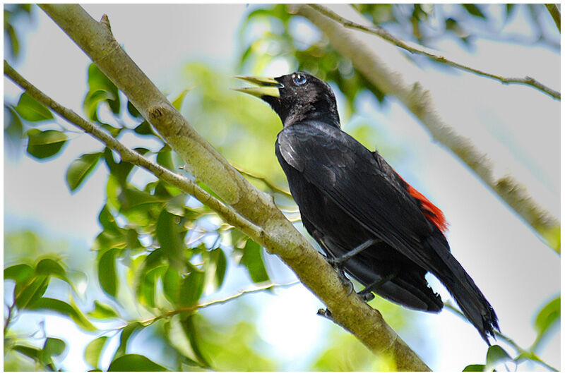 Red-rumped Caciqueadult breeding