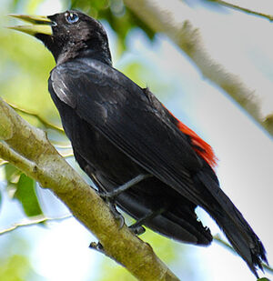 Red-rumped Cacique