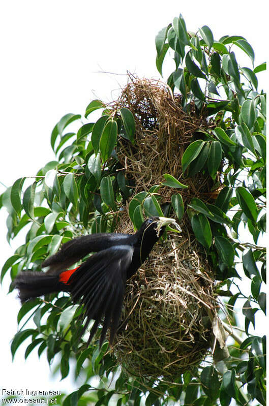 Red-rumped Caciqueadult, Reproduction-nesting