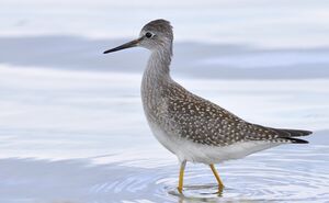 Lesser Yellowlegs