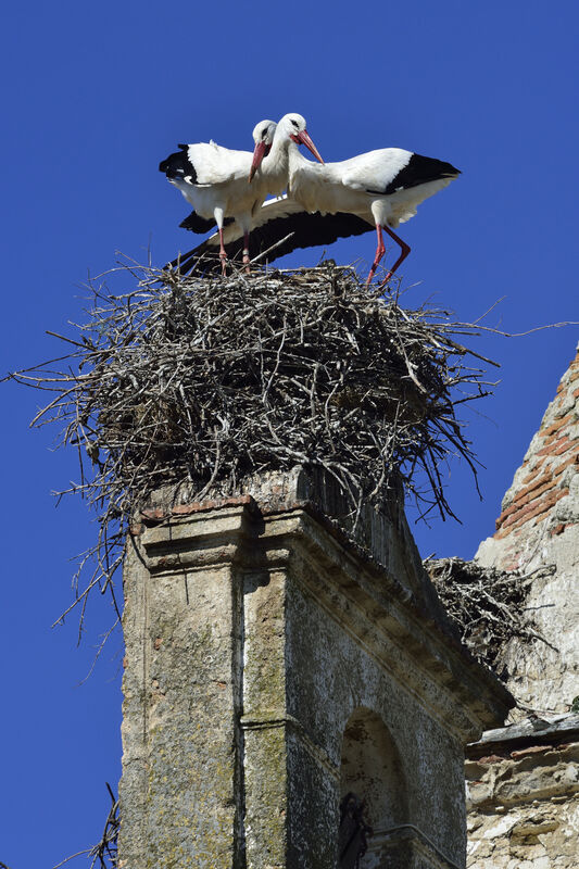 White Storkadult, Reproduction-nesting, Behaviour