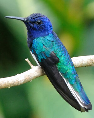 Colibri jacobin