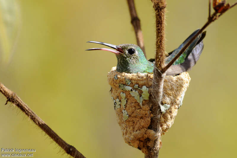 Green-tailed Goldenthroat female adult, Reproduction-nesting
