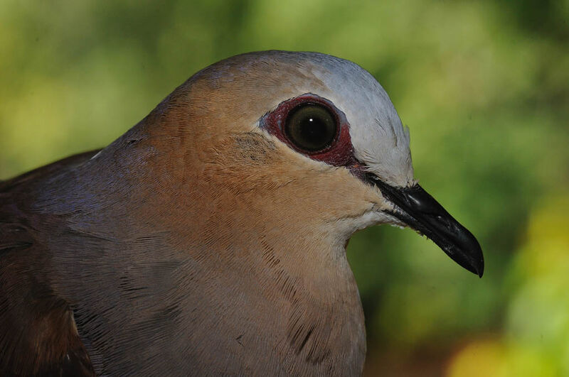 Grey-fronted Doveadult