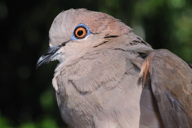 White-tipped Doveadult