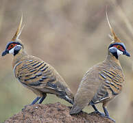 Spinifex Pigeon