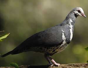 Wonga Pigeon