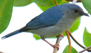 Conirostre bicolore
