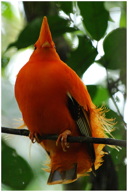 Coq-de-roche orange mâle adulte