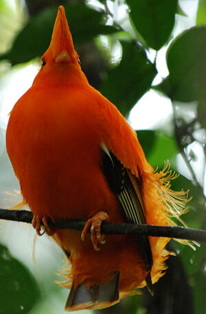 Coq-de-roche orange
