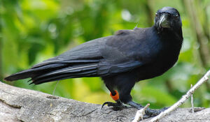 Corbeau calédonien