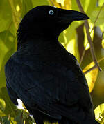 Torresian Crow