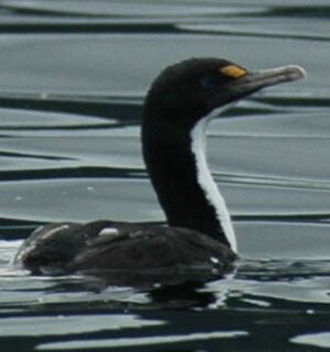 Cormoran caroncul�
