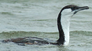 Black-faced Cormorant