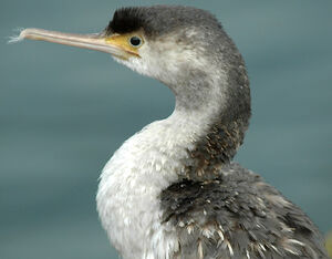 Cormoran mouchet�