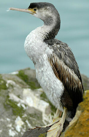 Cormoran mouchet�