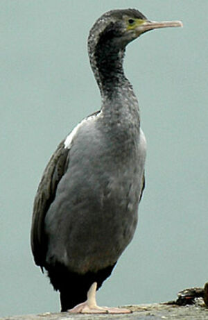 Cormoran mouchet�