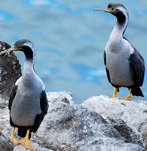 Cormoran mouchet�