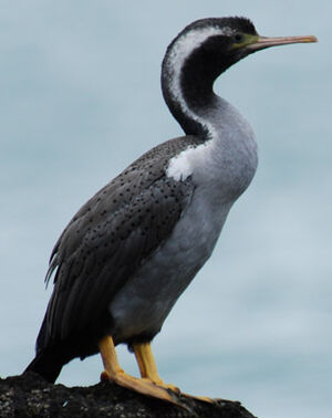 Cormoran mouchet�