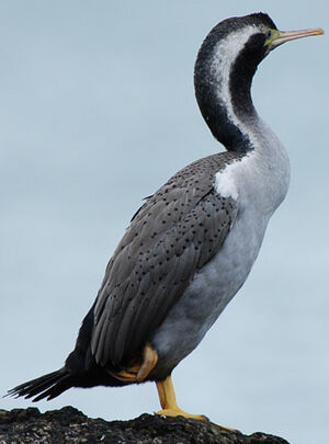 Cormoran mouchet�