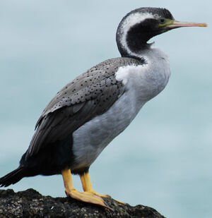 Cormoran mouchet�