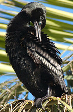 Little Black Cormorant