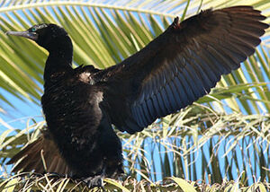 Little Black Cormorant