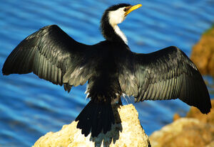 Little Pied Cormorant