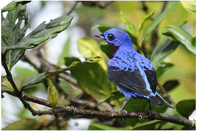 Purple-breasted Cotinga male adult