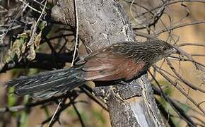 Coucal toulou