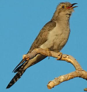 Pallid Cuckoo