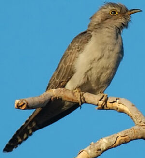 Pallid Cuckoo
