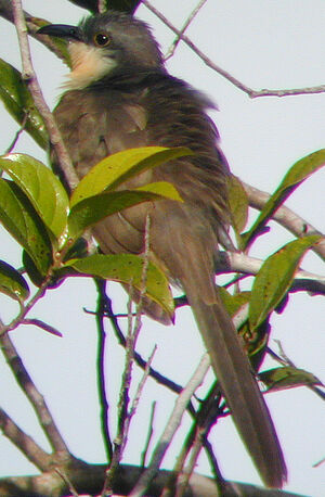 Dark-billed Cuckoo