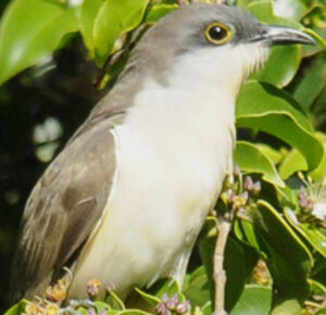 Dark-billed Cuckoo